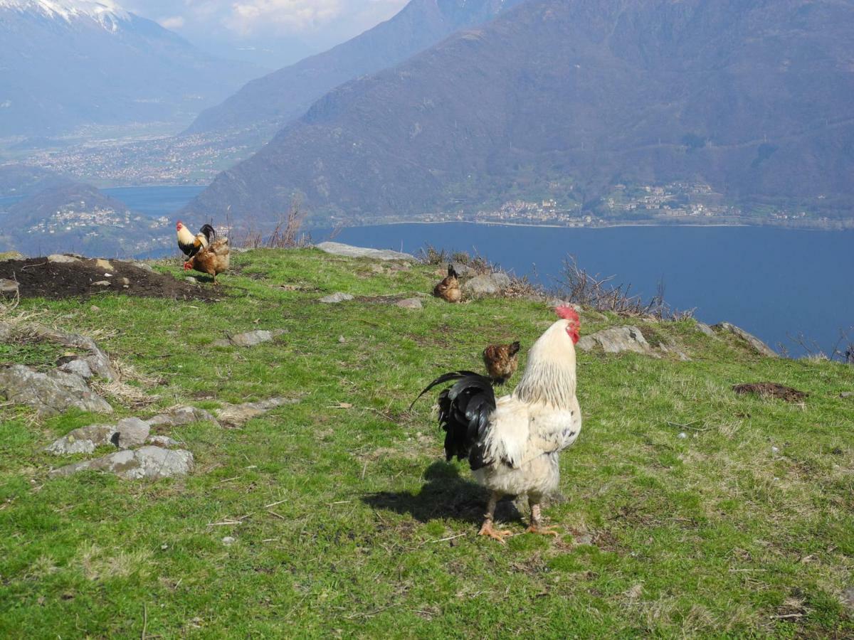 Agriturismo Piccolo Paradiso Pianello Del Lario Dış mekan fotoğraf