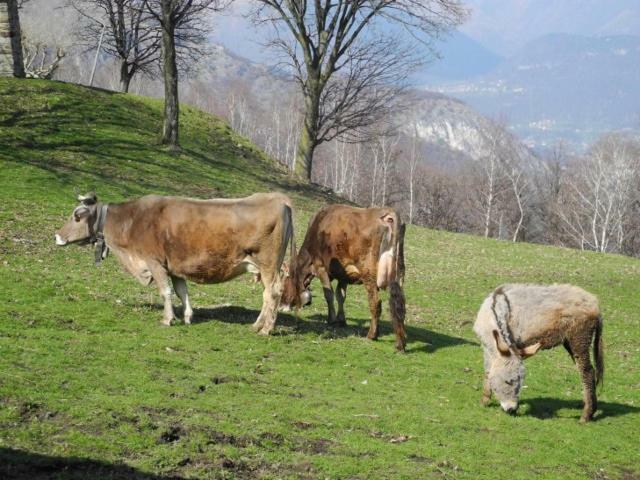 Agriturismo Piccolo Paradiso Pianello Del Lario Dış mekan fotoğraf